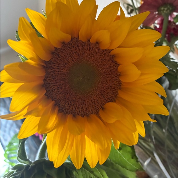 🫧🍄L.  I.  V.  E.🍄🫧 - Picture 12 of 14